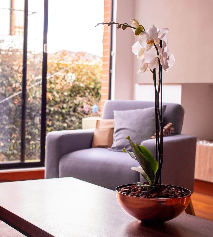 Arreglos de regalo - Orquideas Garden