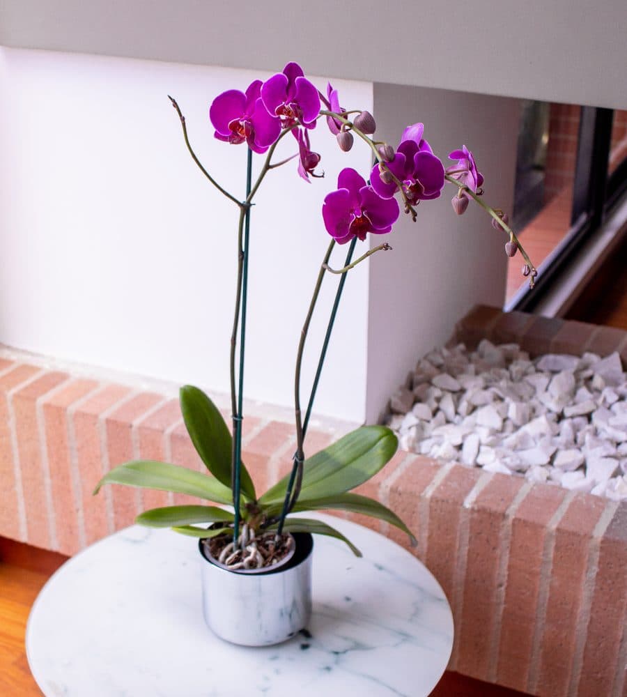 Diseño premium - Orquideas Garden