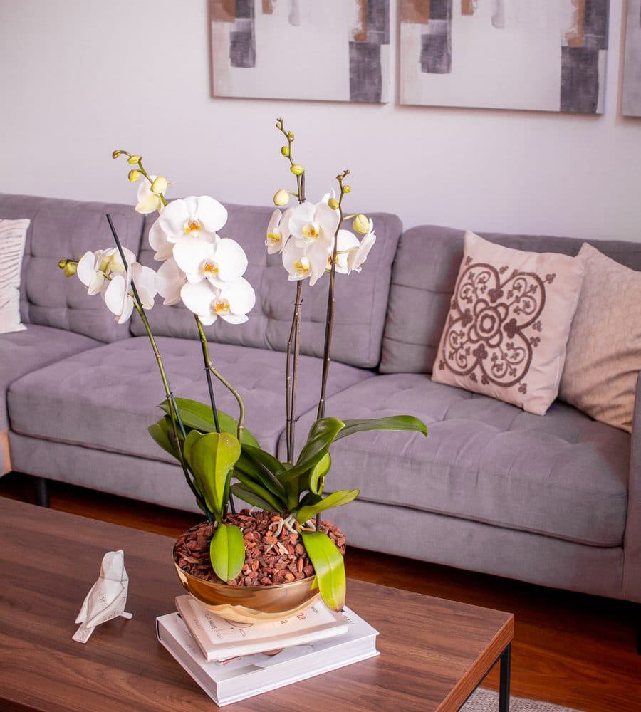 Momentos especiales - Orquideas Garden