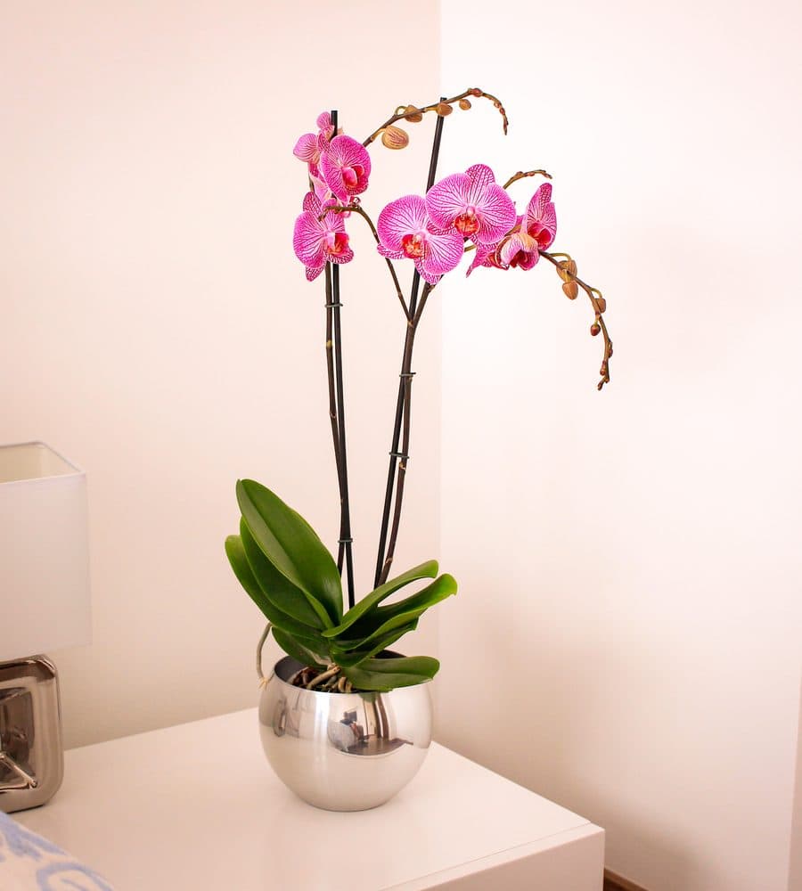 Condolencias - Orquideas Garden