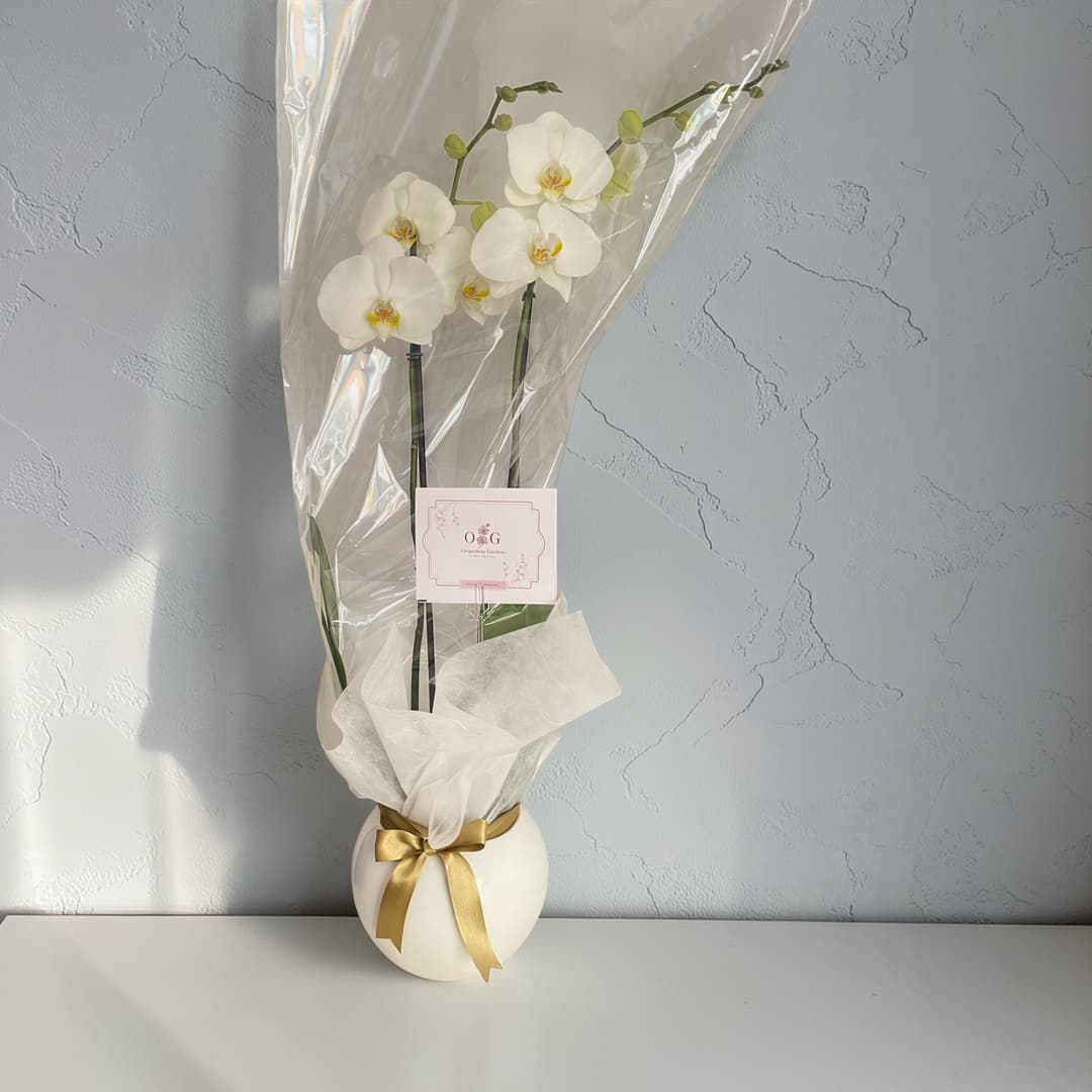 Orquideas Supreme - Condolencias