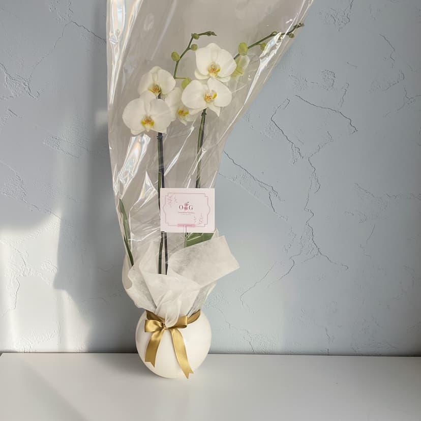 Coleccion Condolencias