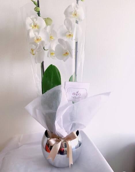 Orquideas Supreme con Base Cromada