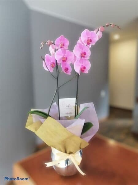 Orquideas Moradas - Base Cromada Plateada